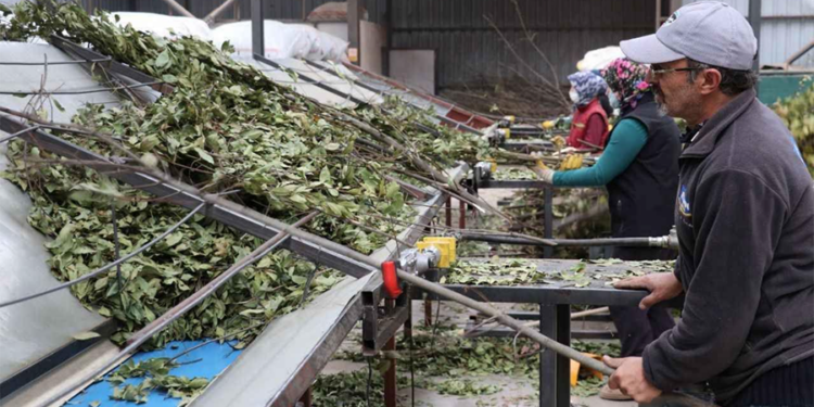 Muğla’nın Yeşil Hazinesi Dünyaya Açılıyor: Hedef 75 Milyon Dolar!