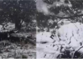 Muğla’ya sezonun ilk karı yağdı