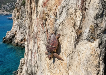 Natura 2000 Koruma Ağı altında olan adada vahşet