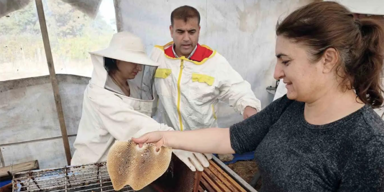 Dünya çam balının merkezi isyanda: Sahte bal gerçeği, altın değerindeki üretimi bitiriyor mu?