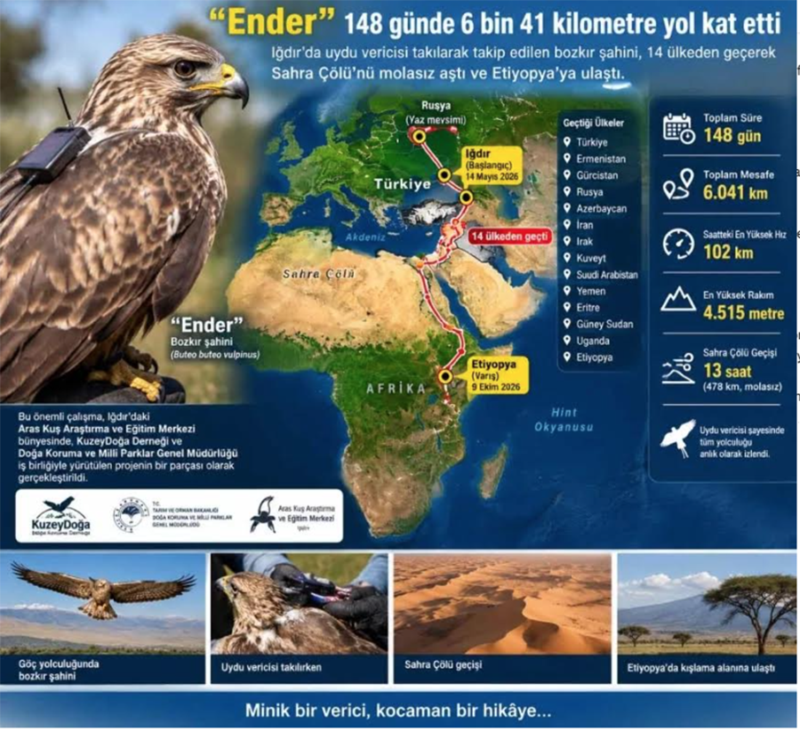 Ender" adlı bozkır şahininin göç yolculuğunu gösteren bilgilendirici grafik.