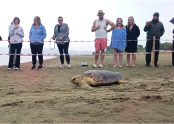 TEDAVİLERİ TAMAMLANAN 4 CARETTA CARETTA DENİZLE BULUŞTU