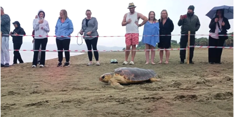 TEDAVİLERİ TAMAMLANAN 4 CARETTA CARETTA DENİZLE BULUŞTU
