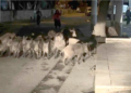 Bodrum’da domuz sürüsü mahalleye indi