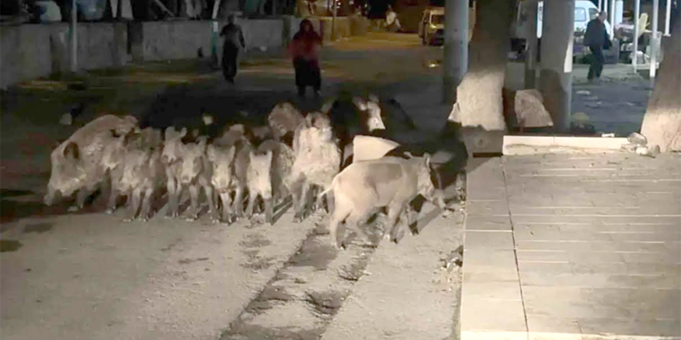 Bodrum’da domuz sürüsü mahalleye indi
