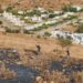 Bodrum’da makilik alanda yangın paniği